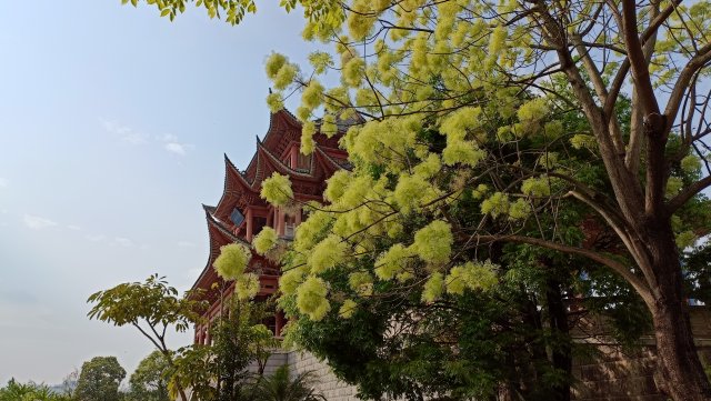 有一种叫云南的生活|云南的“宝藏绿化带”里可不只有迷迭香!