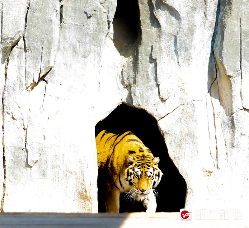 潍坊金宝乐园导游图高清,潍坊金宝乐园实体拍摄