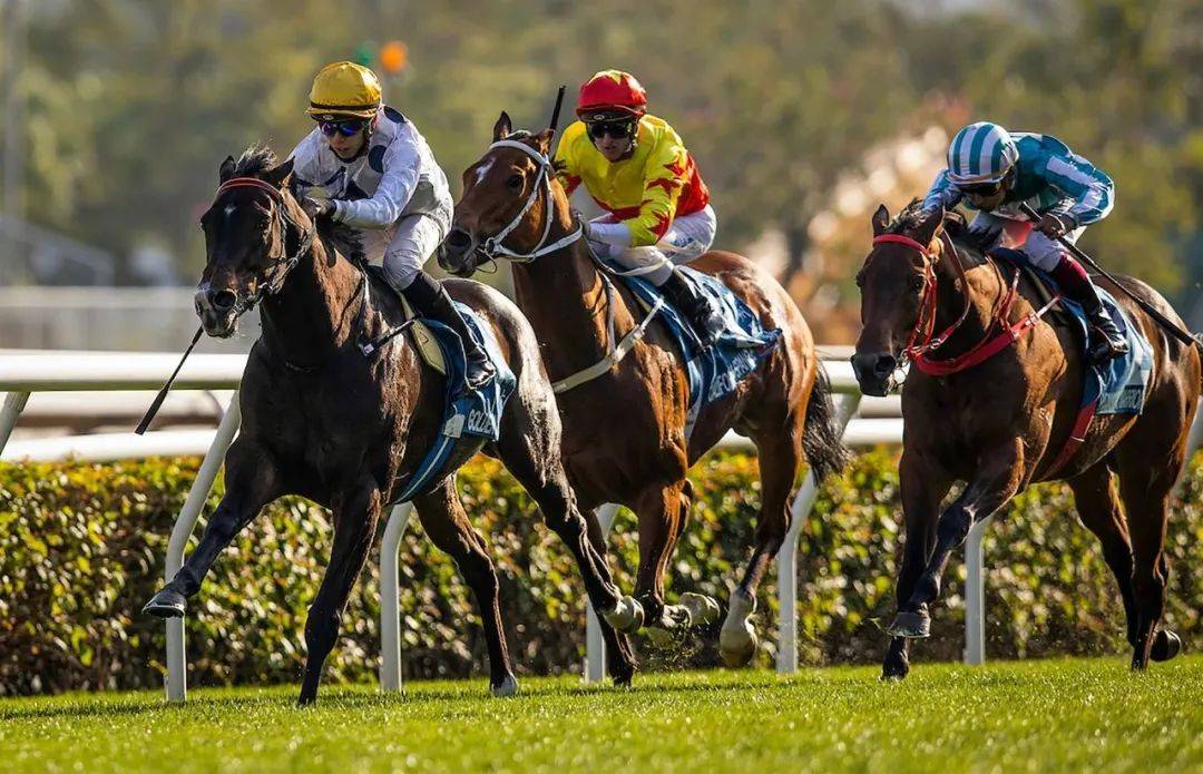 世界马匹最新排名,世界马数量排名