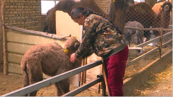 养骆驼成为牧民增收好路子,骆驼养殖助推村民走上增收致富路