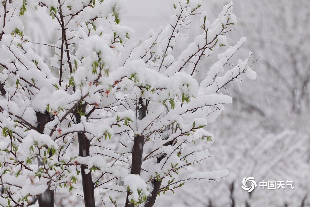 北方多地四月飞雪一组图看各地白雪覆盖穿越回隆冬