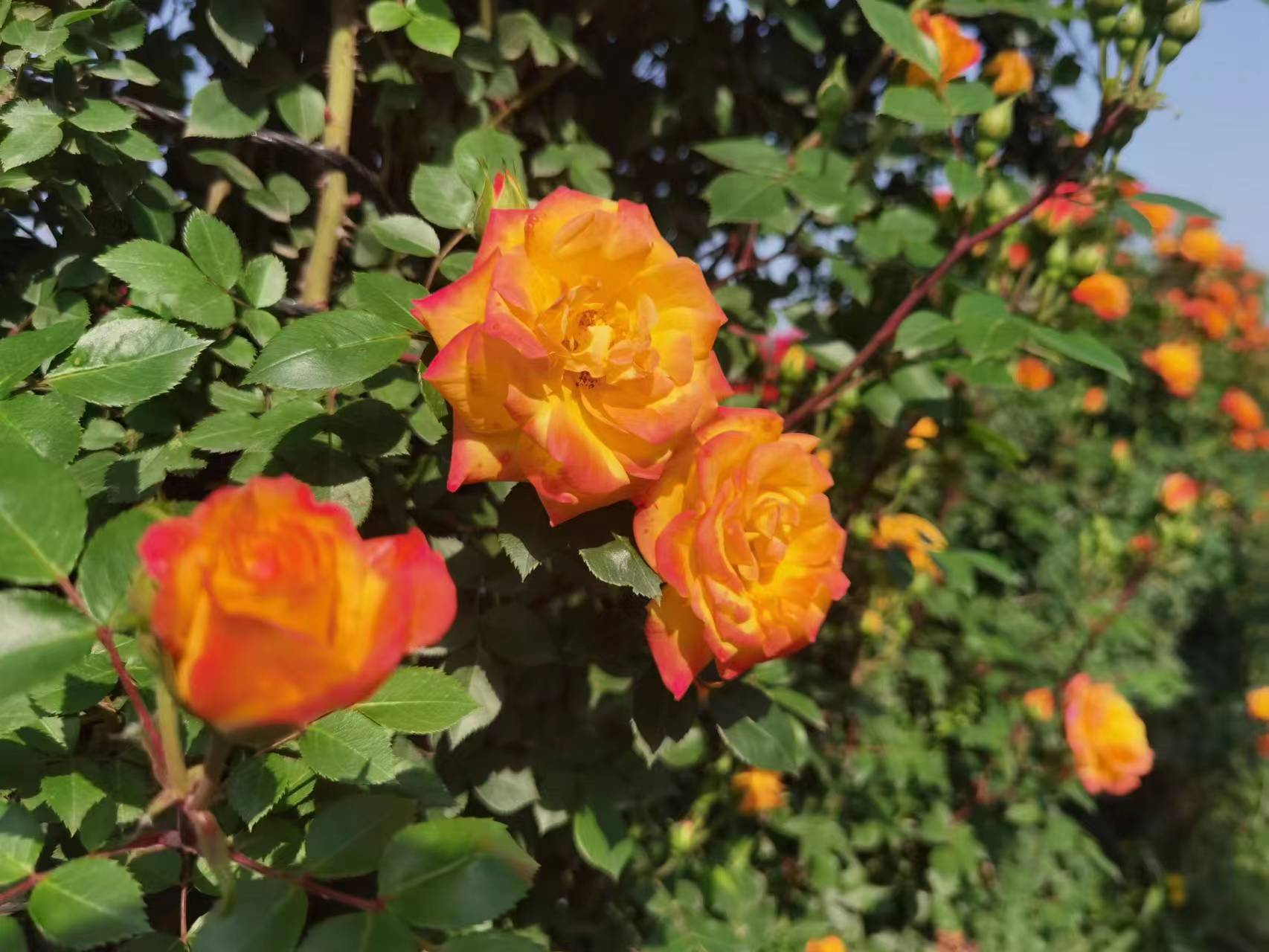 绿色中国行走进大美南阳灯光秀,南阳绿水青山