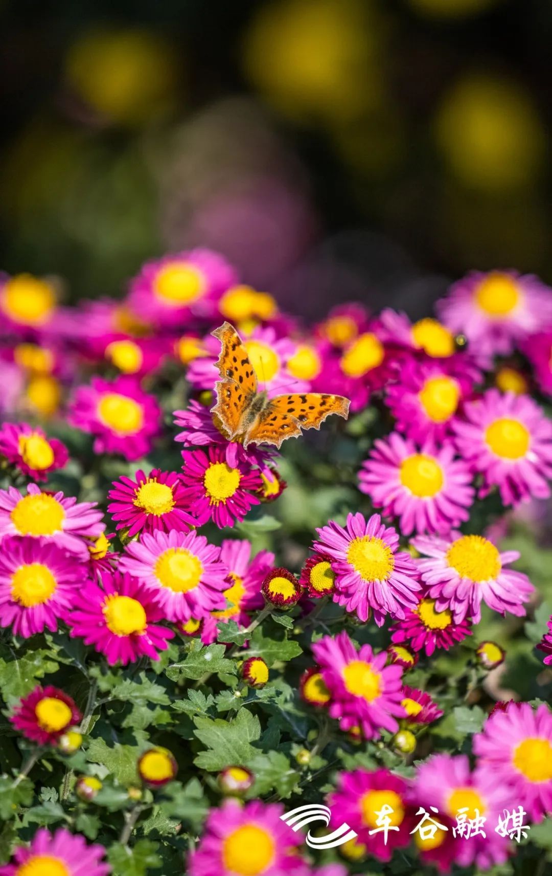 骑车打卡绿道,东湖绿道骑行享受闲暇时光