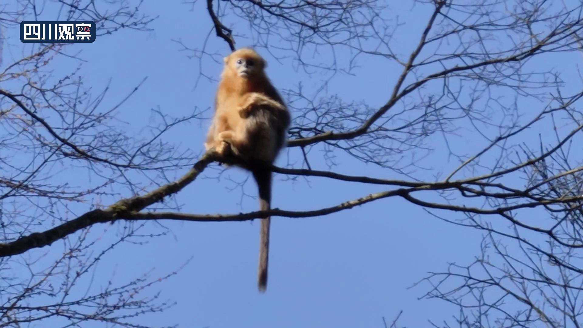 川金丝猴种群视频,川金丝猴现身绵竹