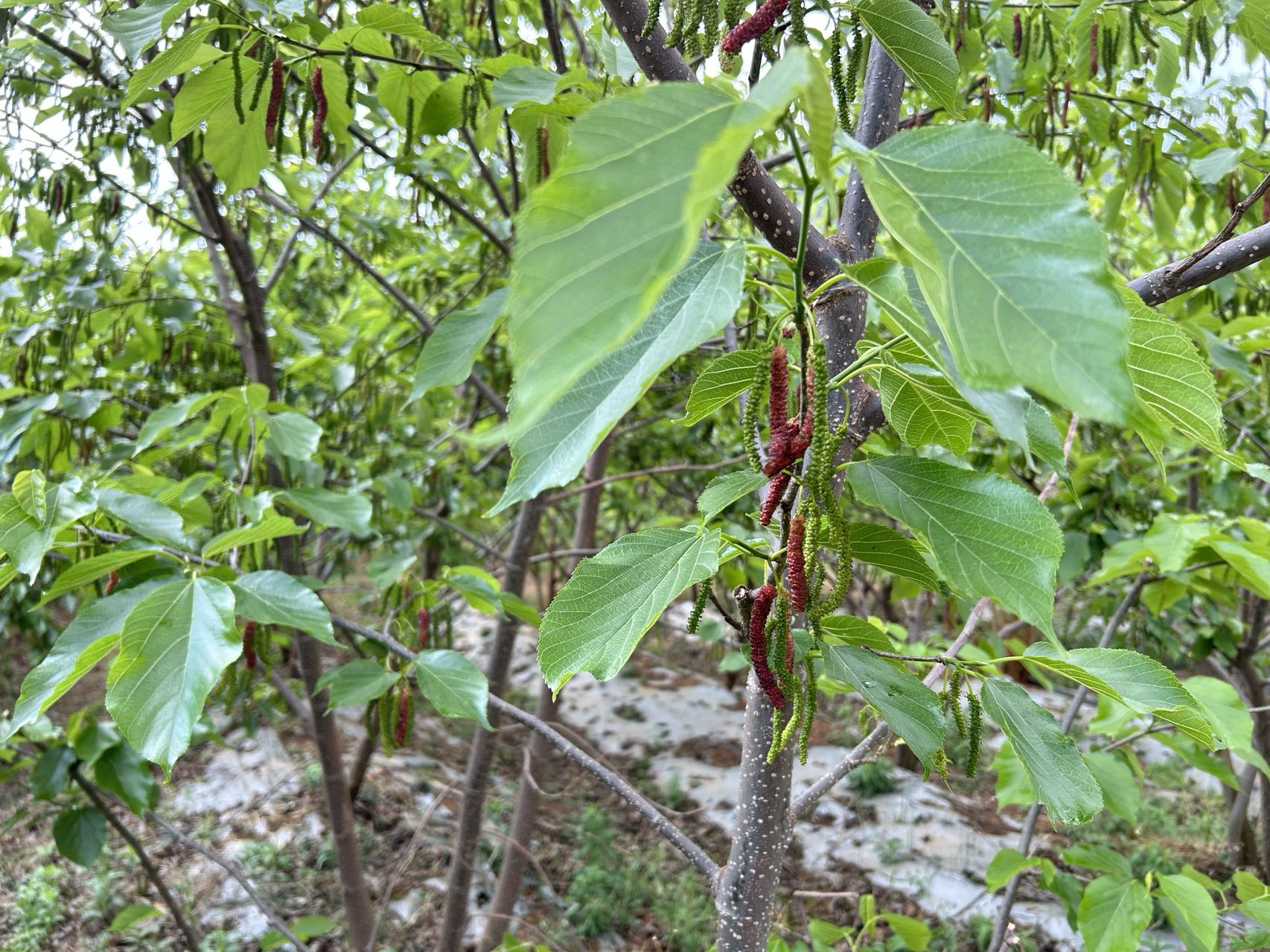乡村振兴荒山变成花果山,大理乡村振兴图