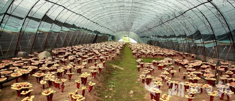 竹溪县乡村振兴先行区创建方案,擦亮乡村底色