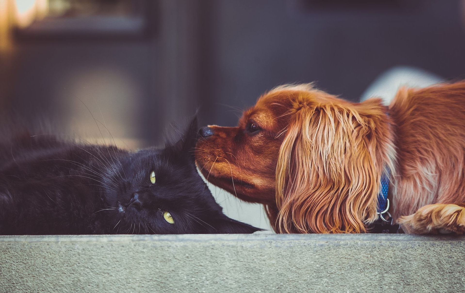 中国人对科学的贡献,科学中国人专访