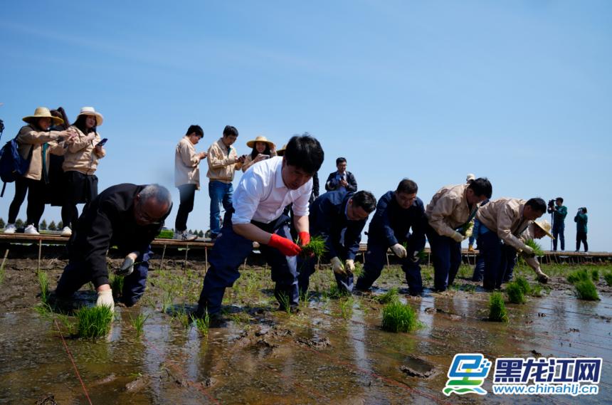 虎林庆丰农场大米,虎林大米直播