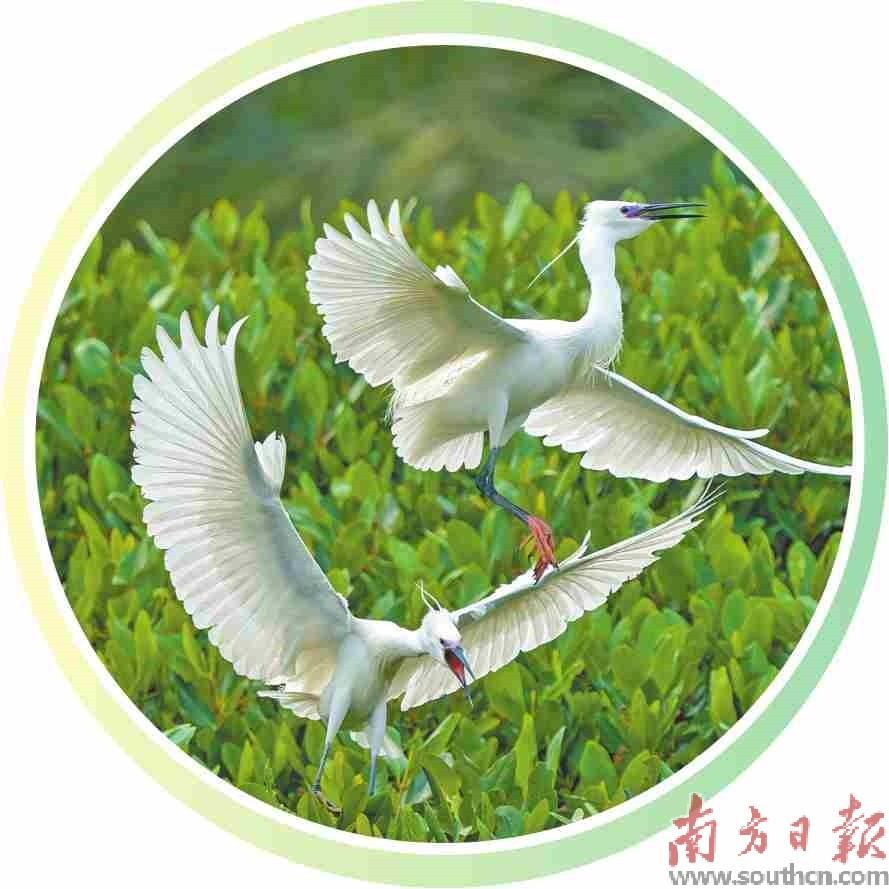 最美丽的风景与小鸟,一起享受大自然的最美小鸟