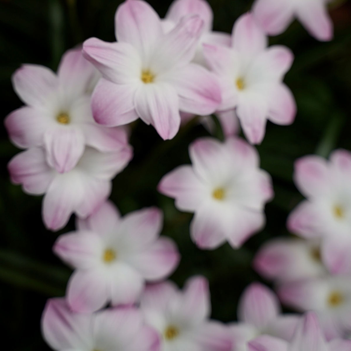 英式马术障碍赛儿童,马术儿童障碍赛