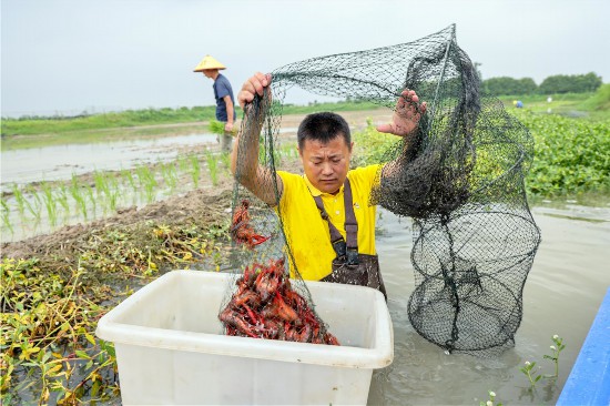 辛巴推动行业高质量发展,婺城一田两用一水双收稻虾轮作助农增收