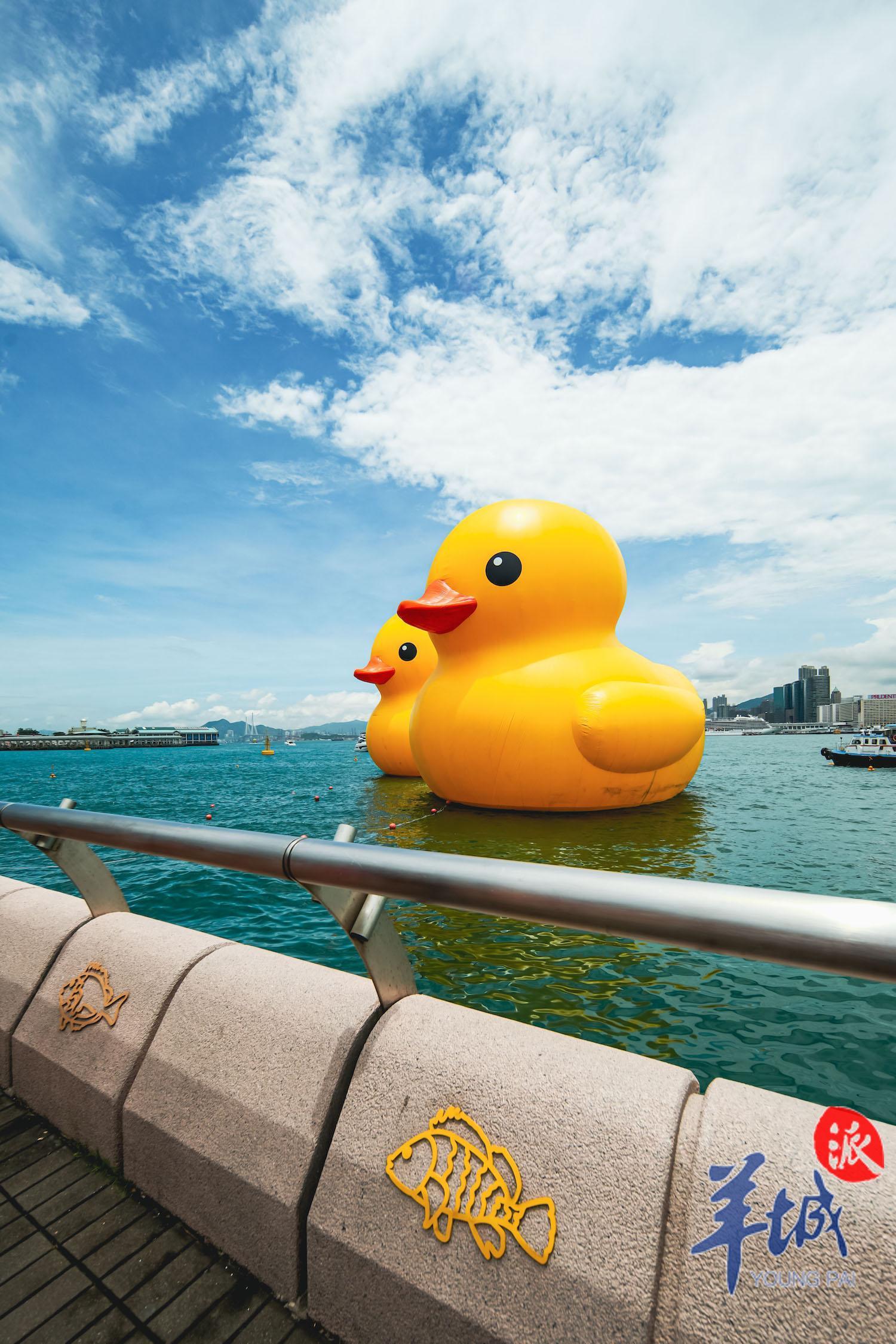 大黄鸭游香港,香港大黄鸭去过多少个地方