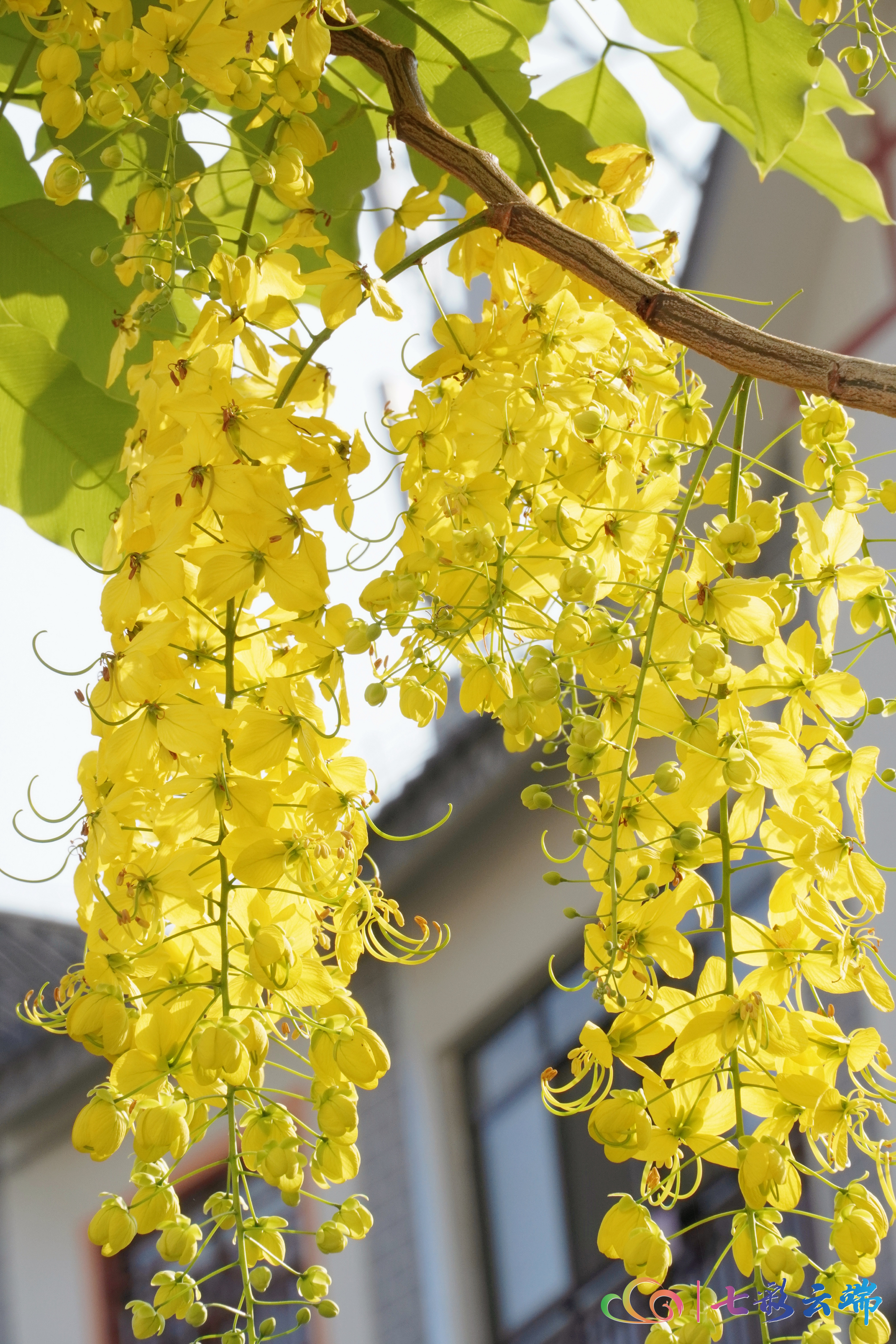 金链花视频,金莲花在街头绚丽绽放