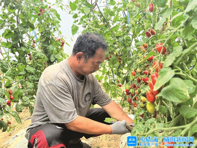 “四季采摘”火了小日子!这个村建成威海首个“国字号”生态农场