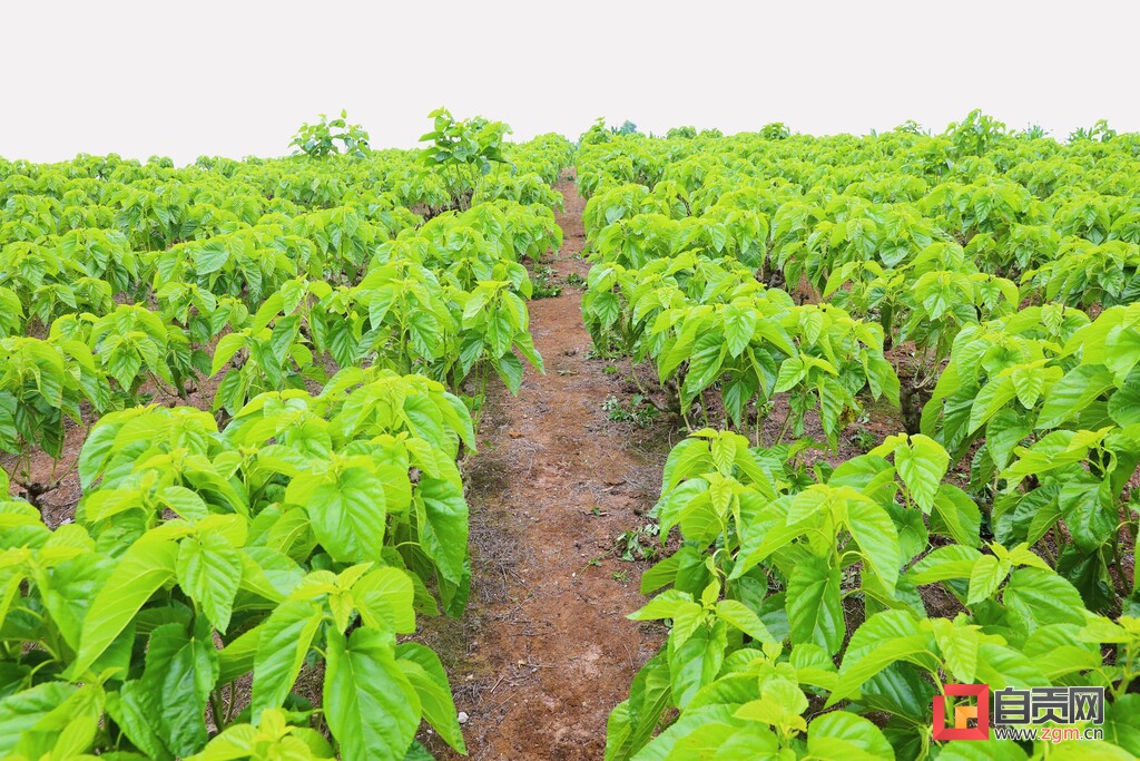 贡井区双观村：“桑田蚕语”里的致富经