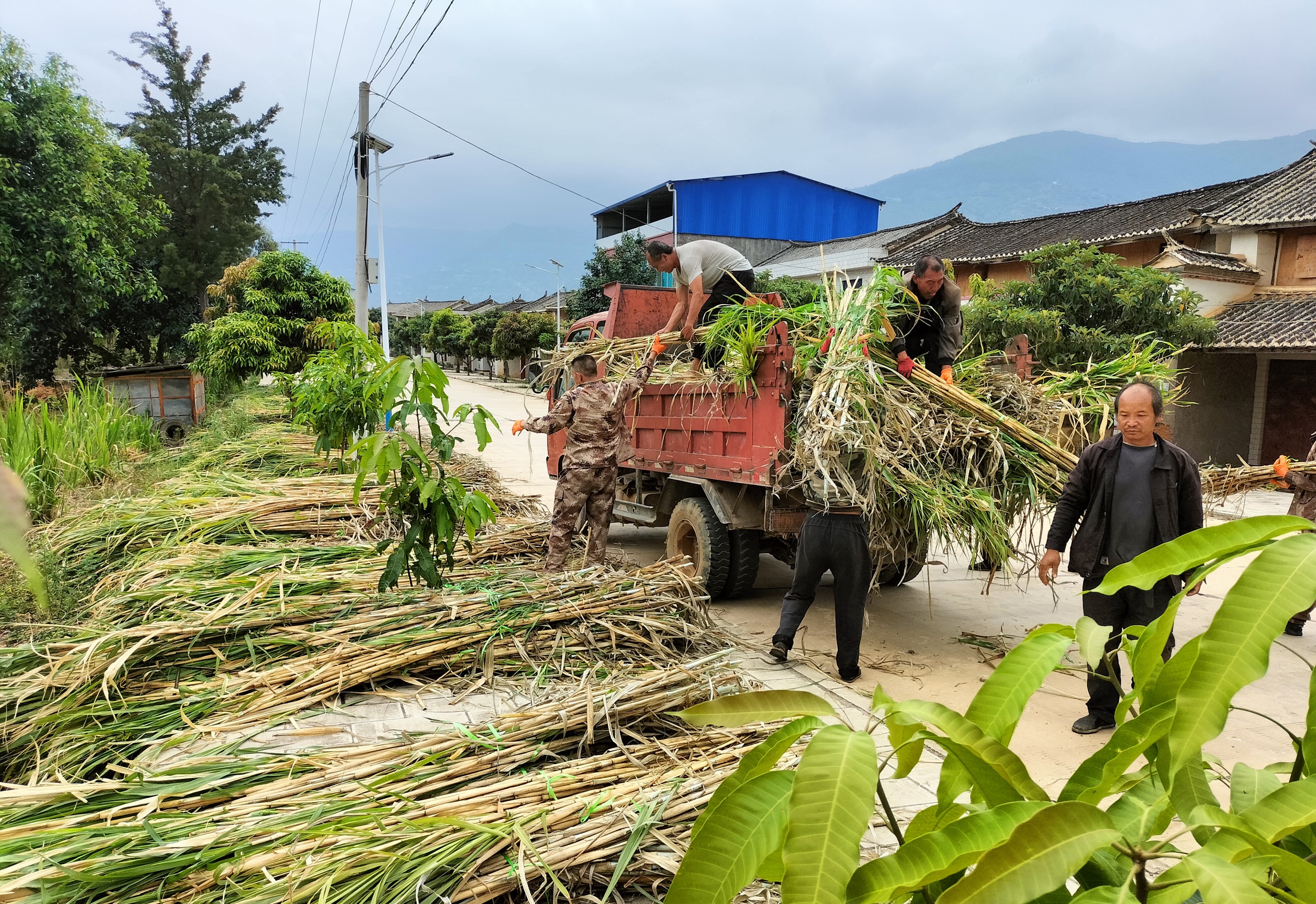 肉牛产业项目带动脱贫,推动牛产业高质量发展实施方案