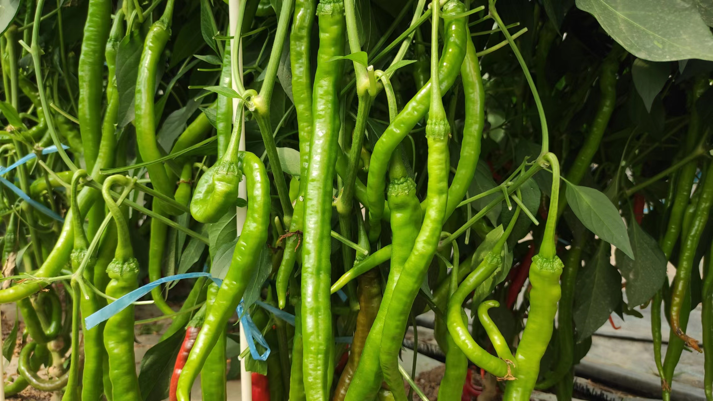 金陵黛玉樱桃品种介绍,金陵林黛玉