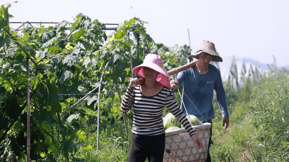 华容区*团蒲**乡，瓜瓜甜到冒泡