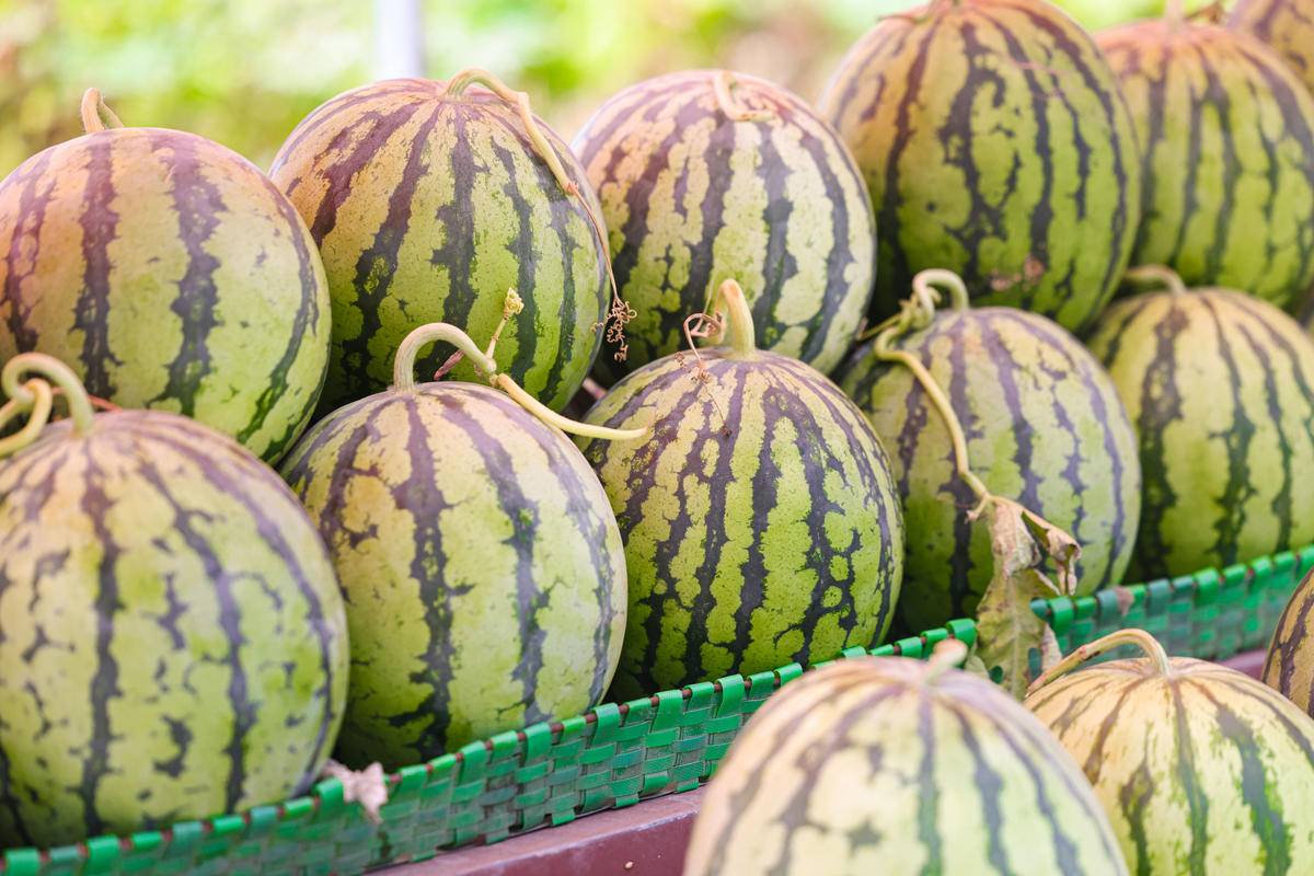 华容区*团蒲**乡，瓜瓜甜到冒泡