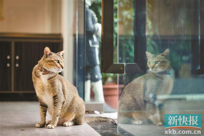 新手养猫如何让你家猫少生病,怎么养猫预防猫生病