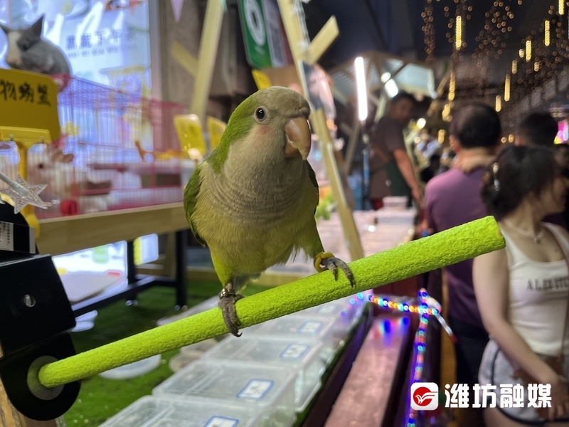 鍑ゆ邯鍦颁竾鐗╅泦澶滃競鎽婁綅,鍑ゆ邯鍦颁竾鐗╅泦澶滃競缃戠孩鎽婁綅