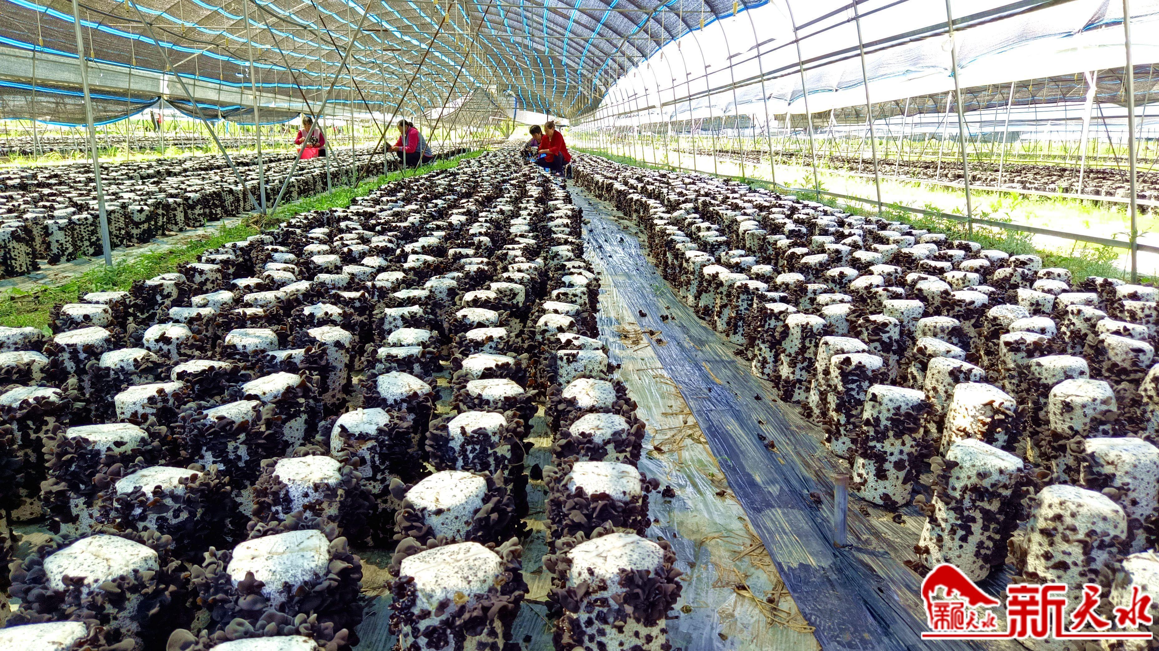 麦积区秦岭村：“黑牡丹”撑起“富民伞”