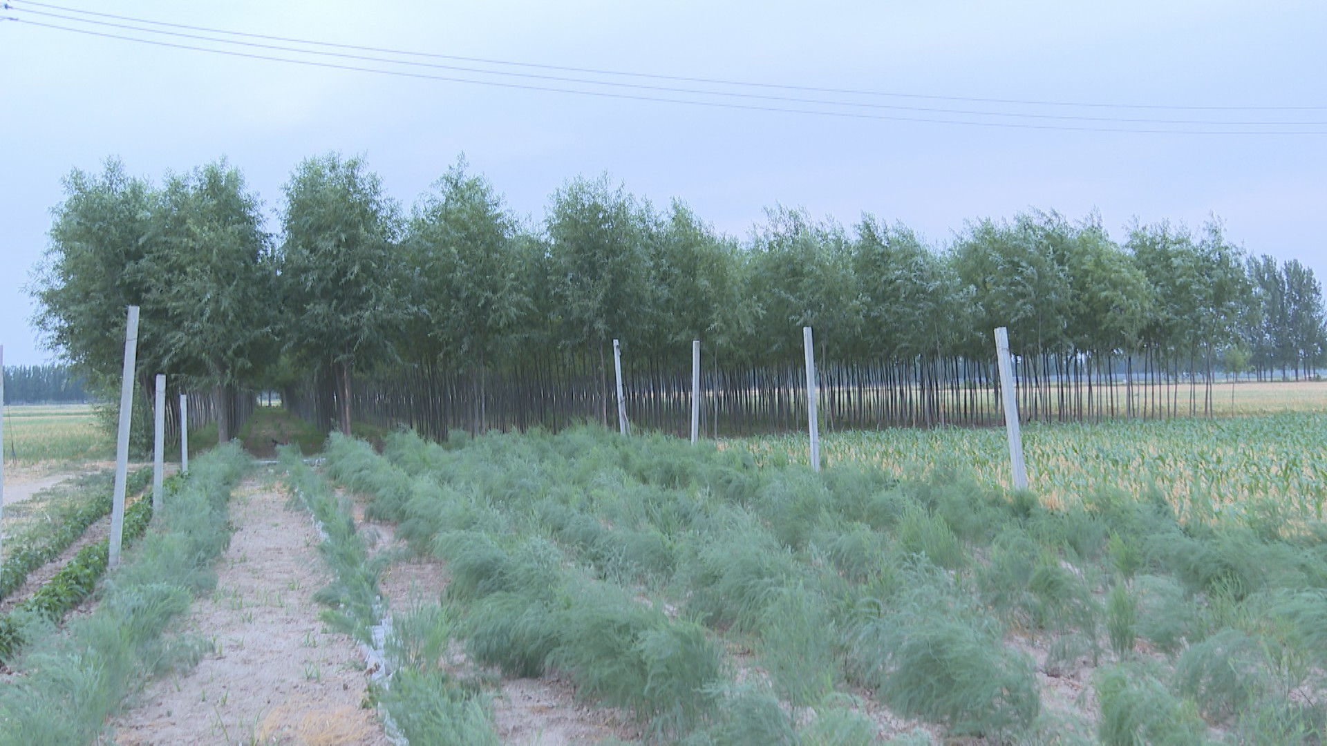 养殖金蝉一亩地投资多少钱合适,扶沟亚伟金蝉养殖基地