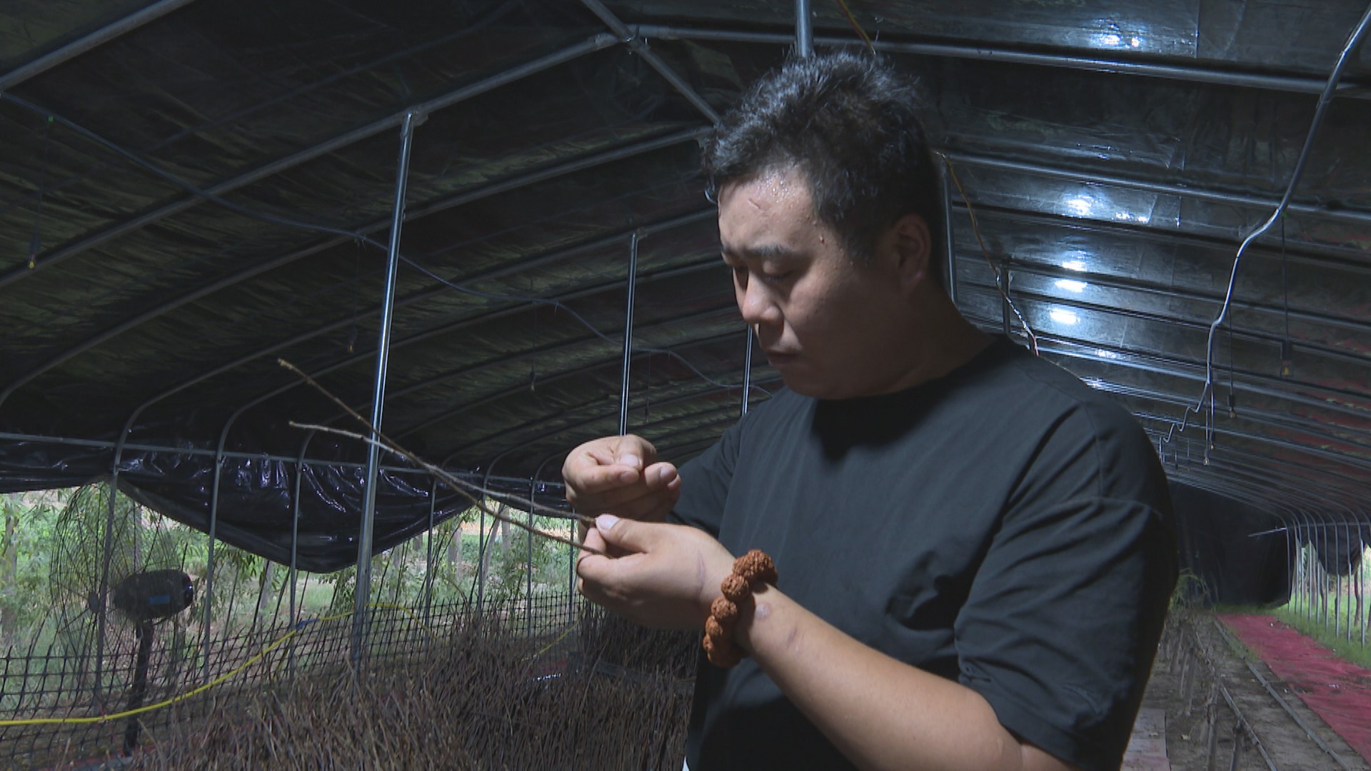 养殖金蝉一亩地投资多少钱合适,扶沟亚伟金蝉养殖基地