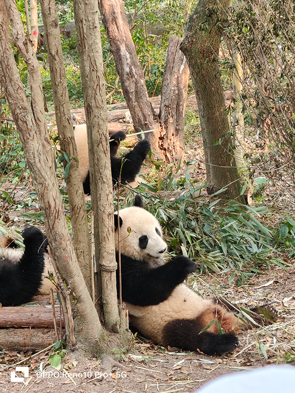 夏季成都短期旅游推荐,重庆和成都夏季旅游哪个更适合