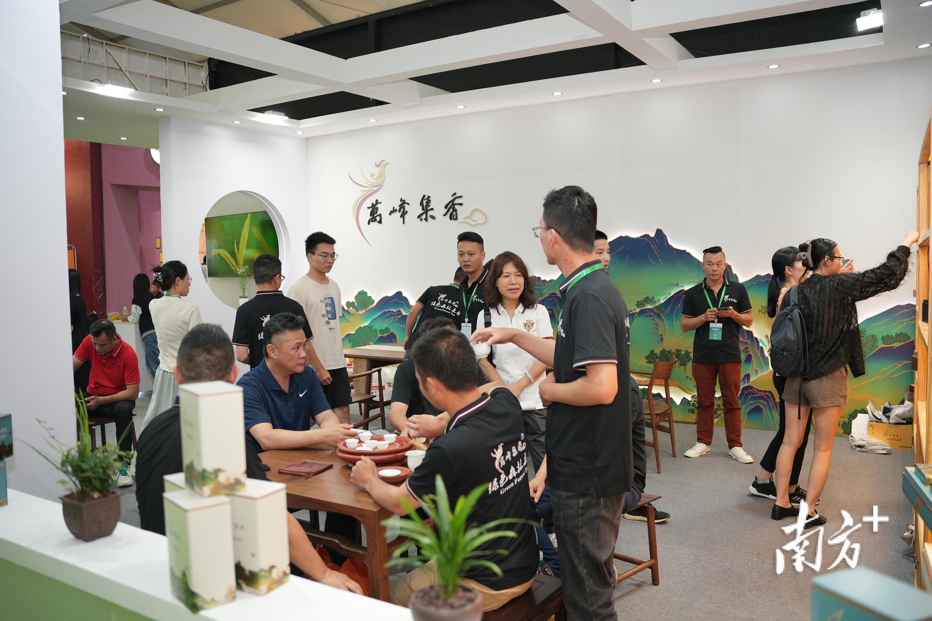 技术提升了,销路不愁了!万峰生态茶叶愈做愈“工夫”