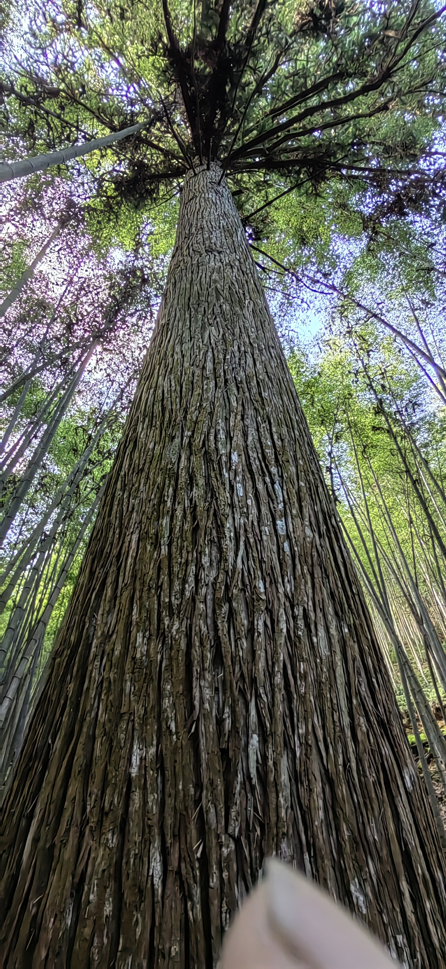 *党**报记者八闽调研行丨服务升级一“派”好景