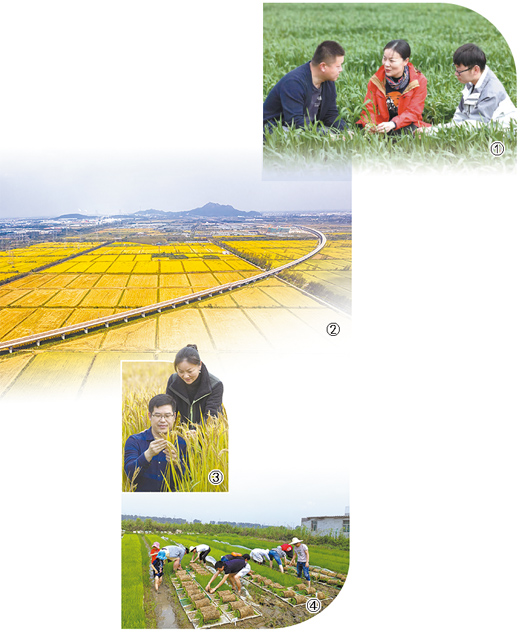 在希望的田野放飞梦想,圆梦在希望的田野上