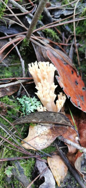 开屏策划｜上哪找菌、怎么识菌？云南捡菌“老司机”这样说→