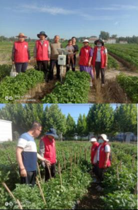 科技特派员助力辣椒产业健康发展,河南省辣椒产业科技服务团