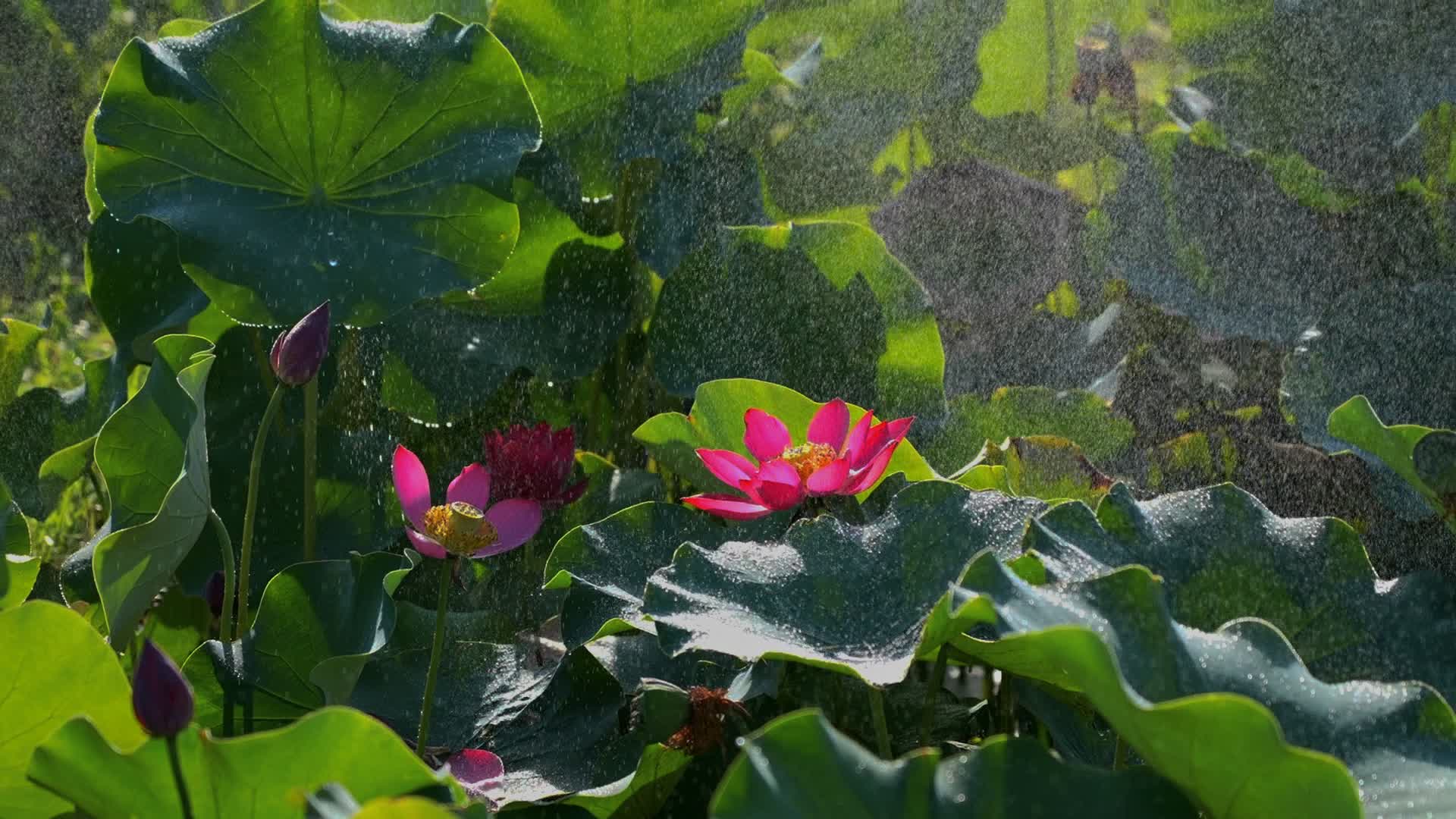 【‘荷’美与共】“荷”你相遇“莲”动盛夏