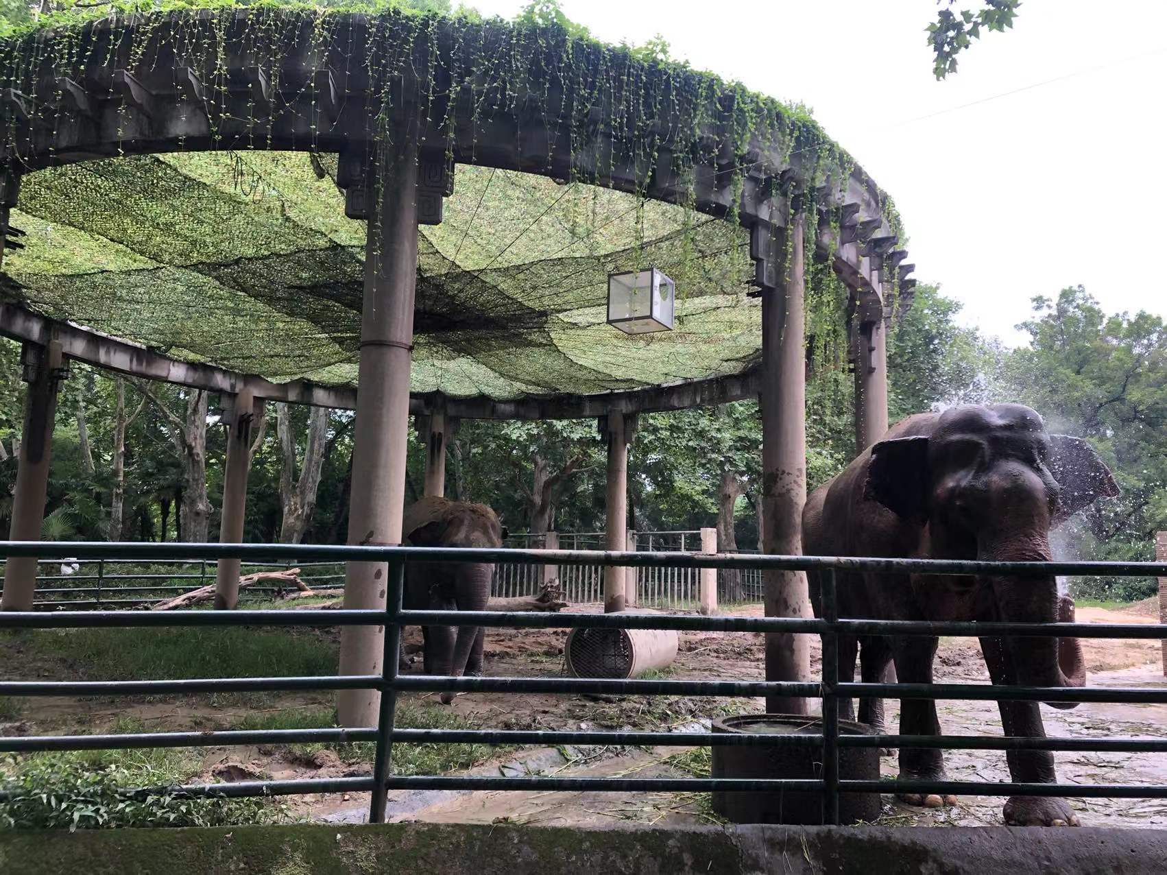 上海野生动物园夏天,夏天的上海动物园