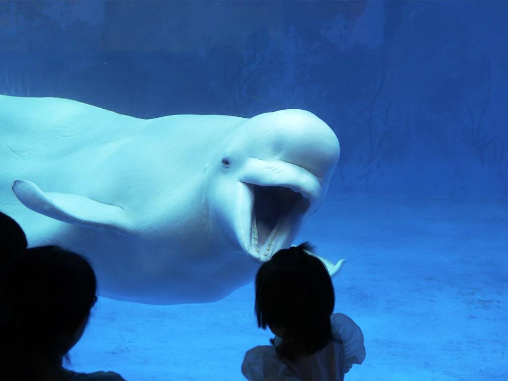 天津极地海洋公园白鲸,天津极地海洋公园夜场鲸鱼表演