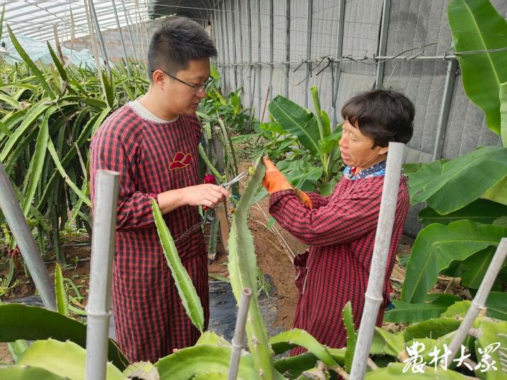 三农种植火龙果,三农火龙果种植技术