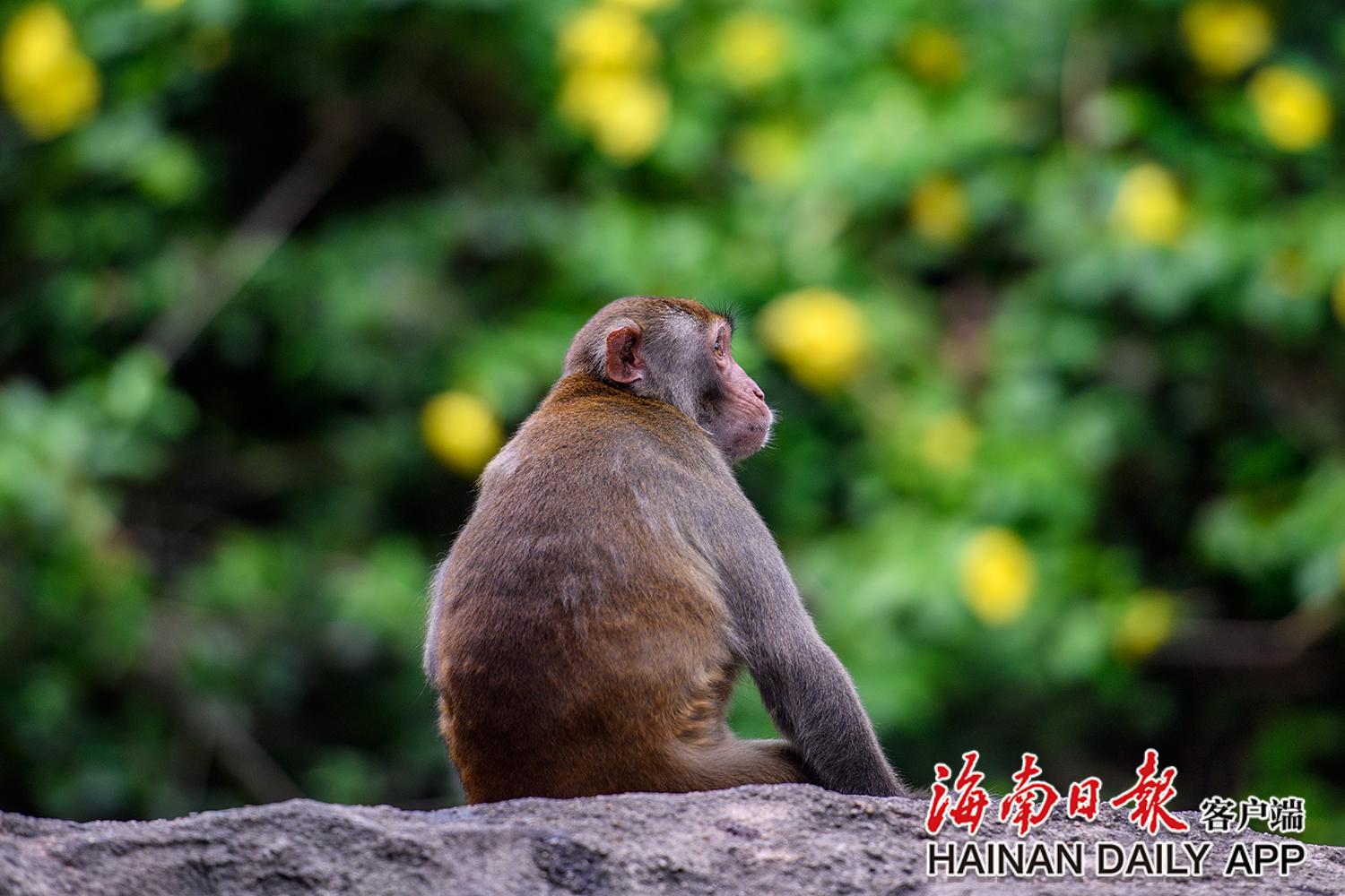 南湾猴岛猴子拍照,南湾猴岛看猕猴