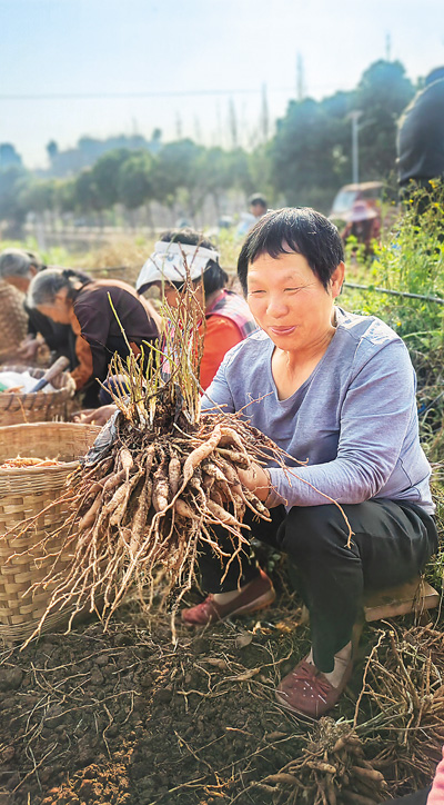 天冬种植田间管理,天冬收获季节