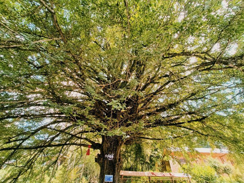 楣ゅ嘲浜戞贰椋庢竻,楣ゅ嘲绉嬪ぉ