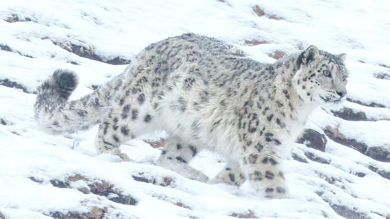 雪豹麦多,世界雪豹日特辑