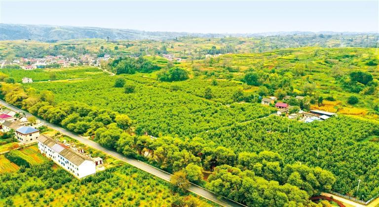 陕西商洛市丹凤的核桃,秦岭山里新鲜核桃