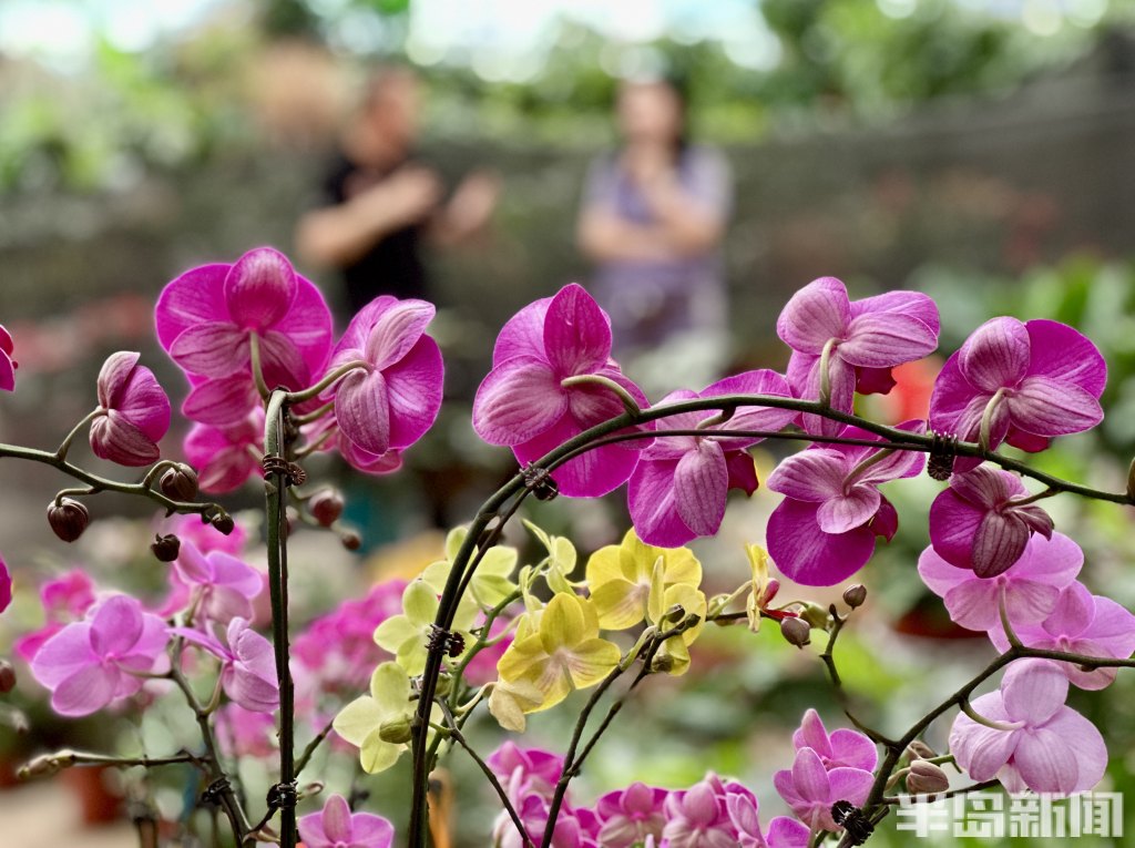 青岛高档绿植花卉,青岛春天的花卉