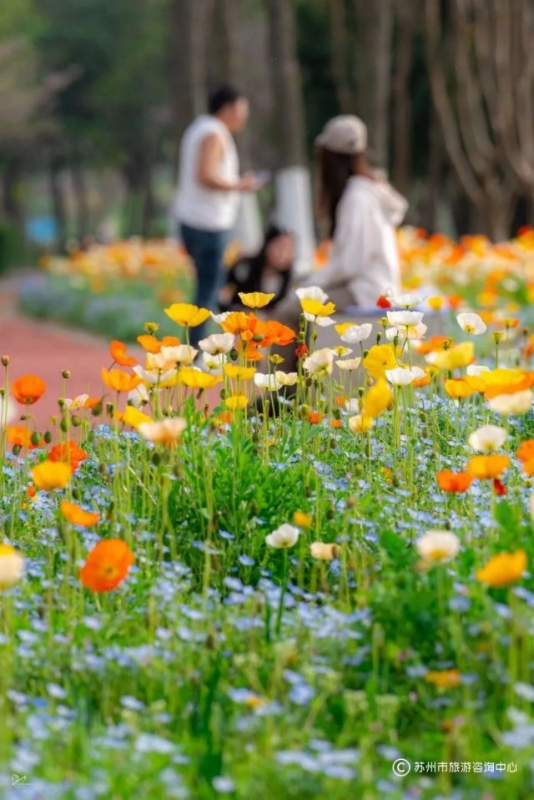 苏州值得逛的免费公园,苏州逛公园