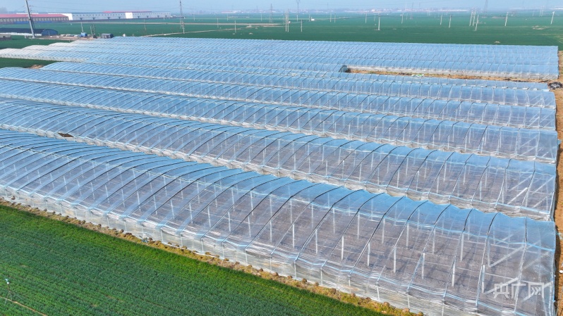 河北哪种甜瓜种植最好,邢台威县甜瓜种植