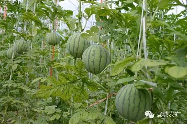 宜城过年气氛,宜城年味