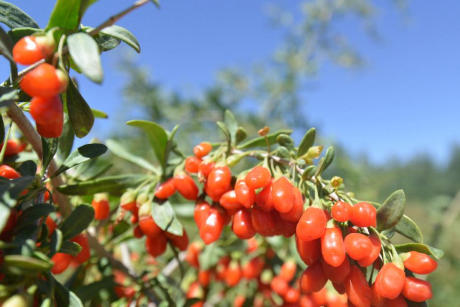 甘肃白银枸杞,白银市靖远县枸杞