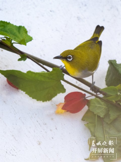 有一种叫云南的生活｜在曲靖，邂逅飞舞的精灵“绣眼鸟”