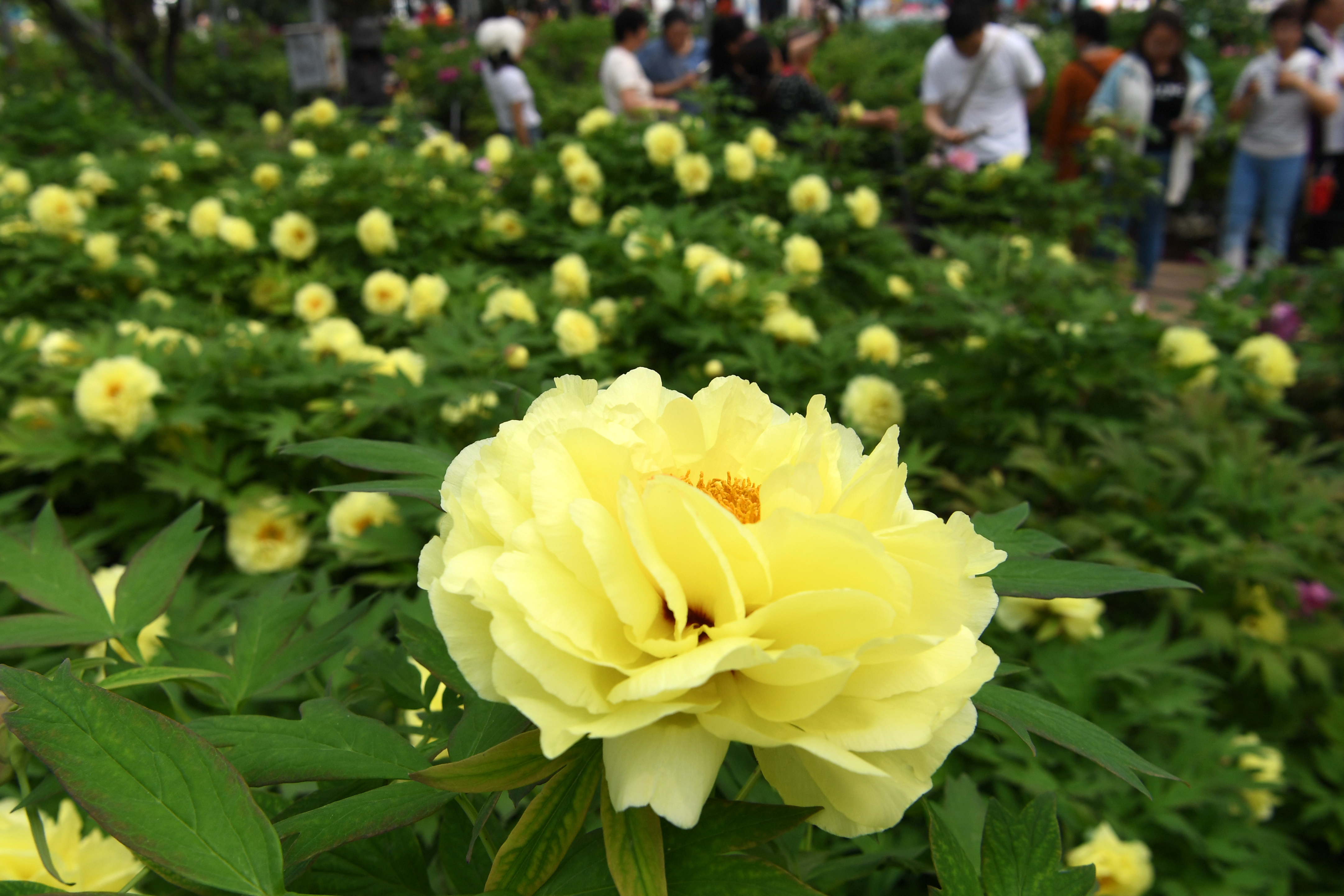 疑是洛川神女作书法,疑是洛川神女作的解释